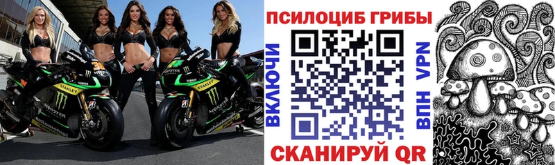 Купить где  Чусовой  Галлюциногенные грибы Psilocybe 